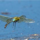 Große Königslibellen (anax imperator) kurz vor der Landung  .....