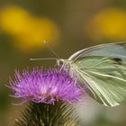 'Große Kohlweißling (Pieris brassicae)'