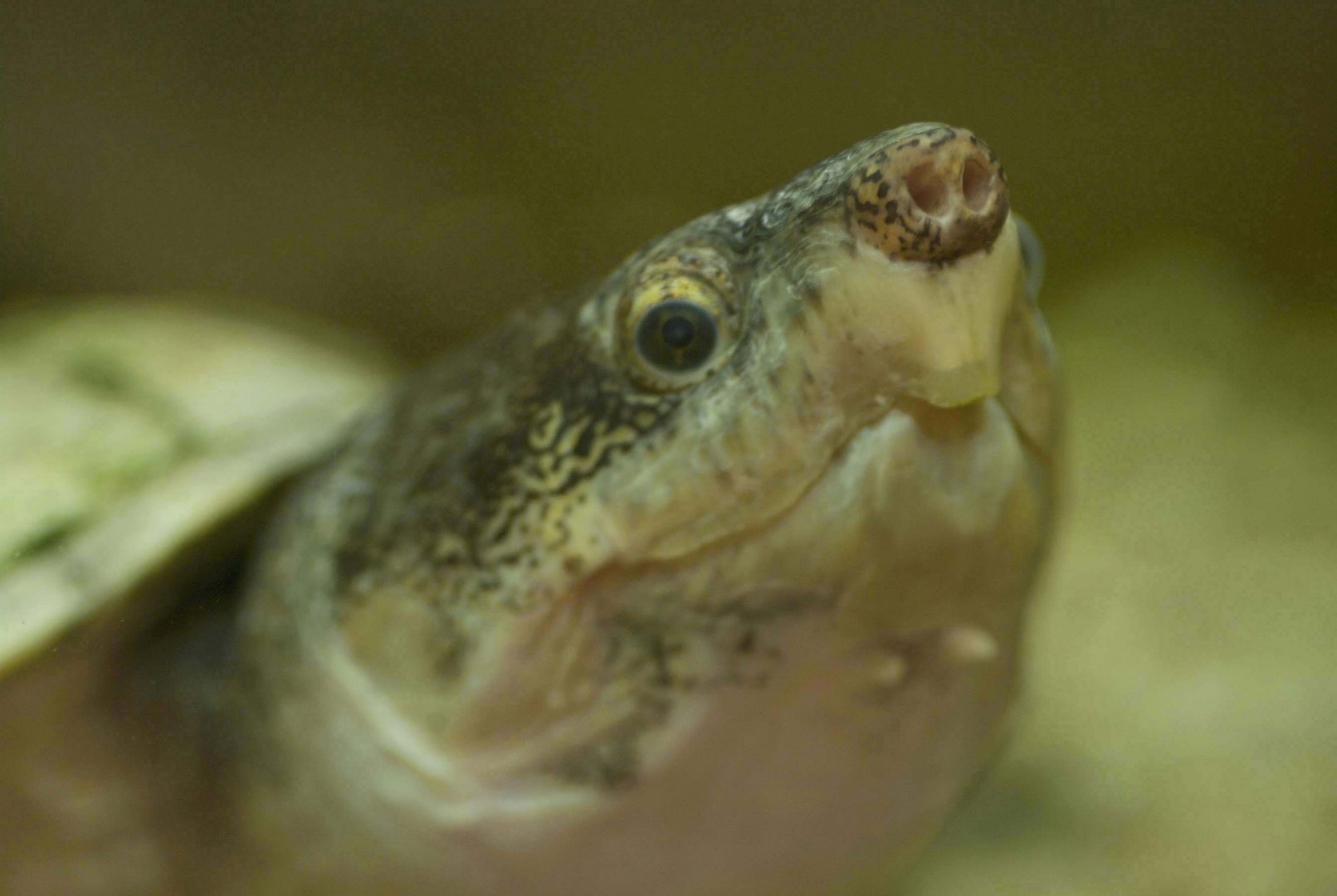 Große Kreuzbrustschildkröte - eine selten fotografierte Schildkrötenart