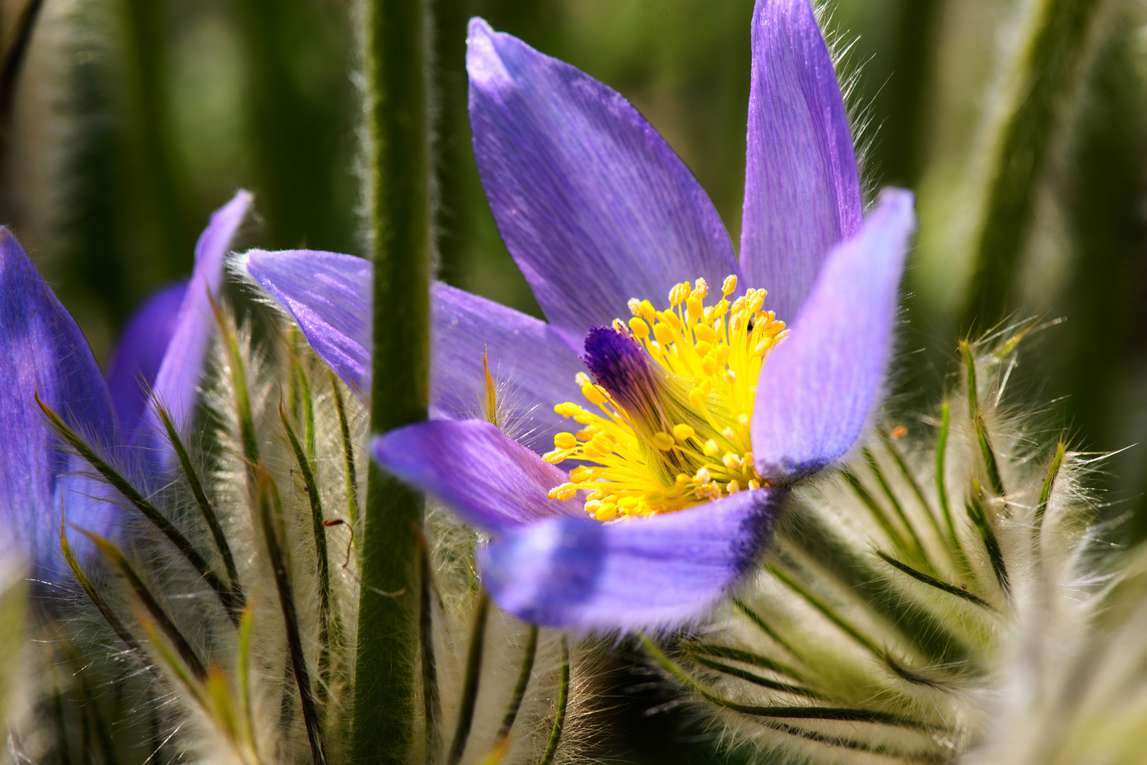 Große Küchenschelle (Pasqueflower) III