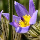 Große Küchenschelle (Pasqueflower) III