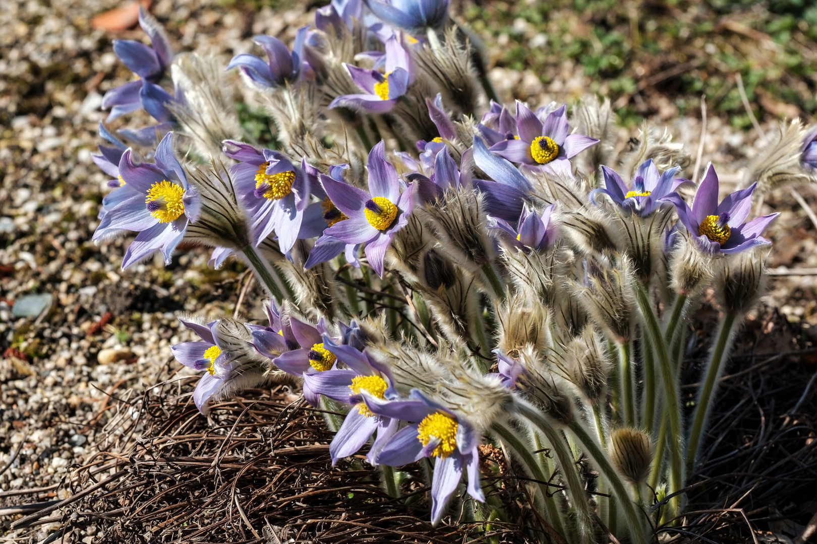 Große Küchenschelle (Pulsatilla grandis)