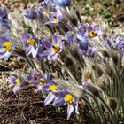 Große Küchenschelle (Pulsatilla grandis)