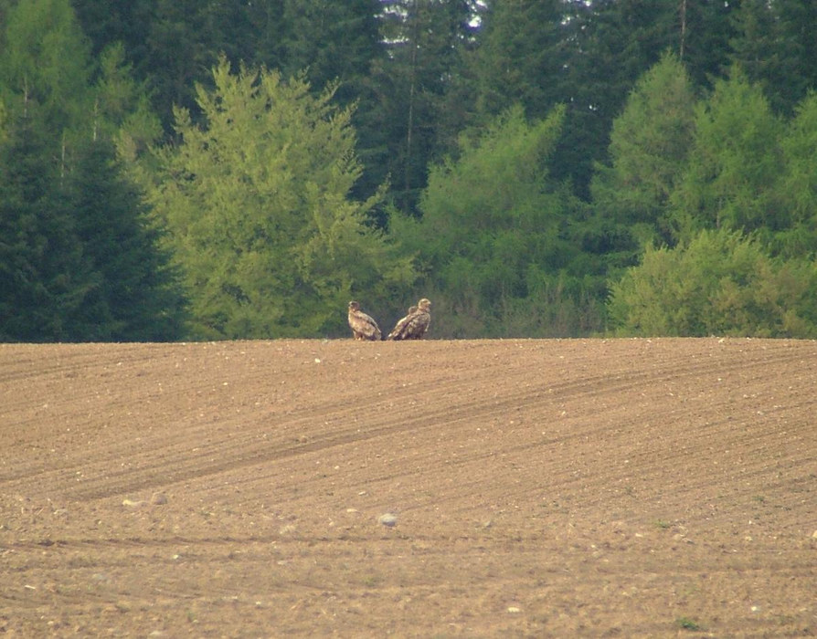 Große Kücken...... (Seeadler)