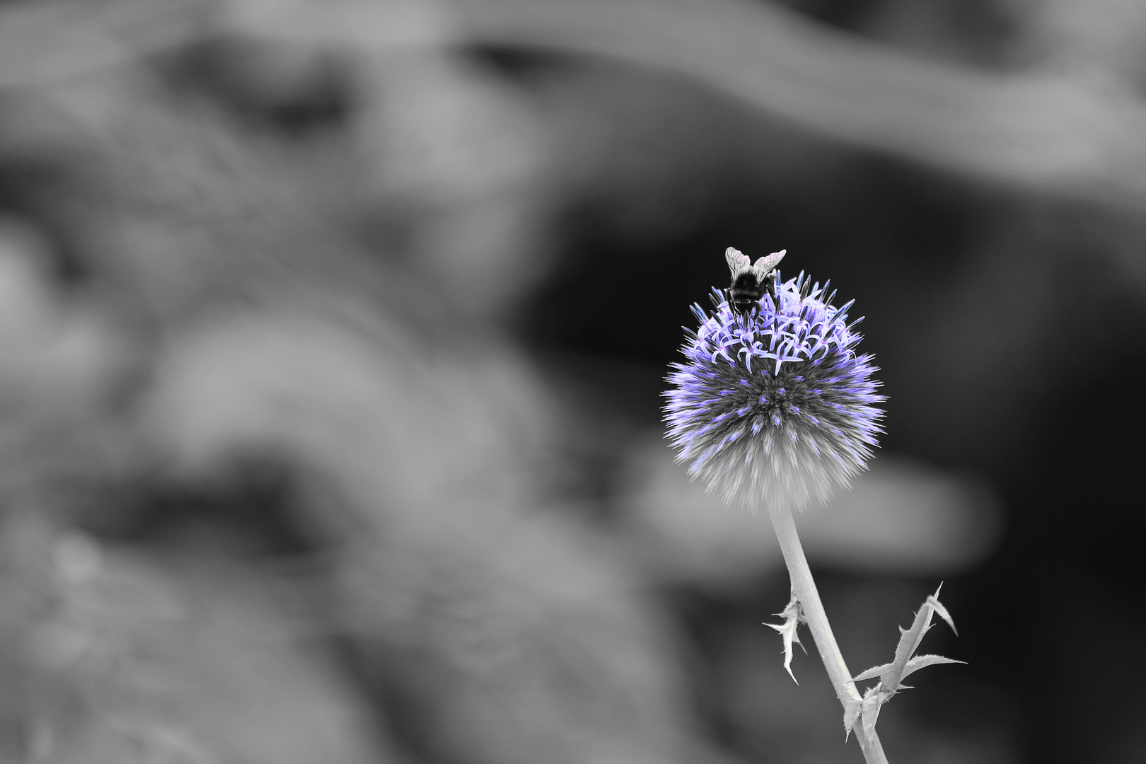 Große Kugeldistel (Echinops sphaerocephalus)