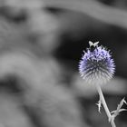 Große Kugeldistel (Echinops sphaerocephalus)