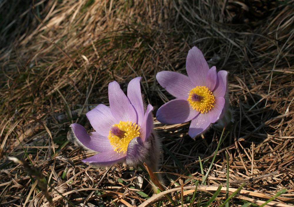 Große Kuhschellen