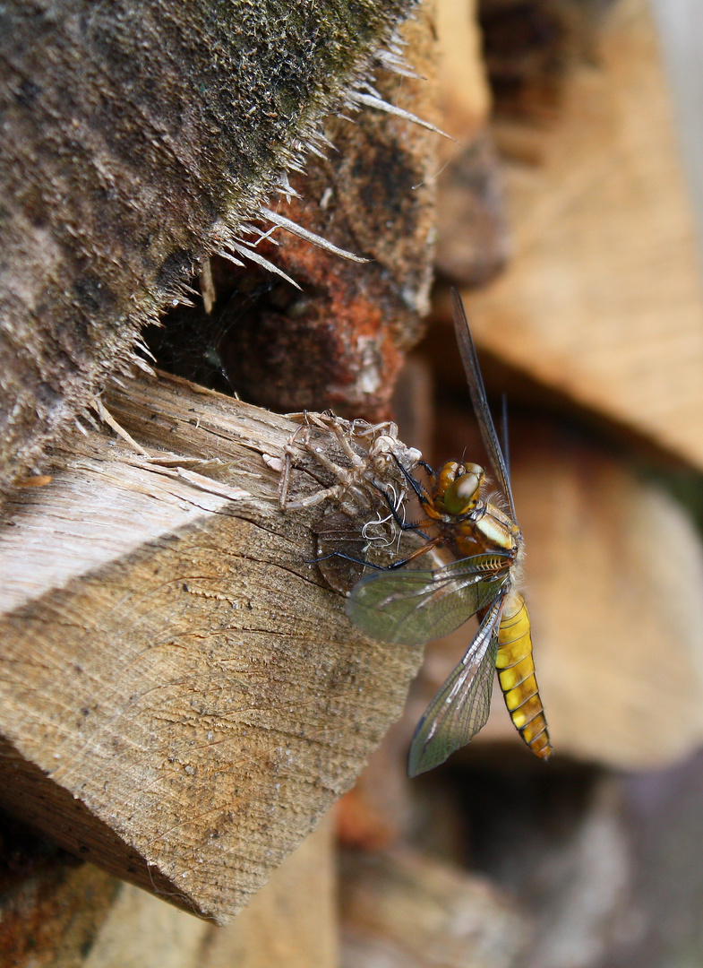 Große Libelle