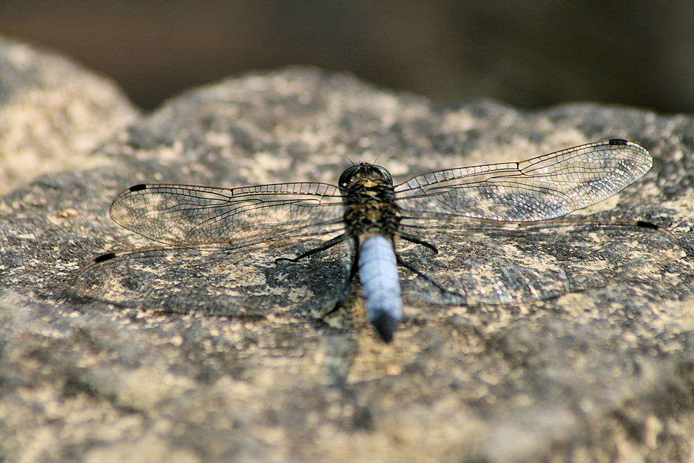 Große Libelle