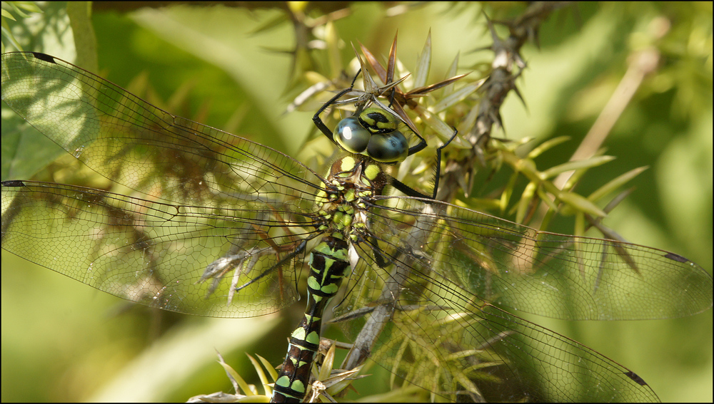 Große Libelle