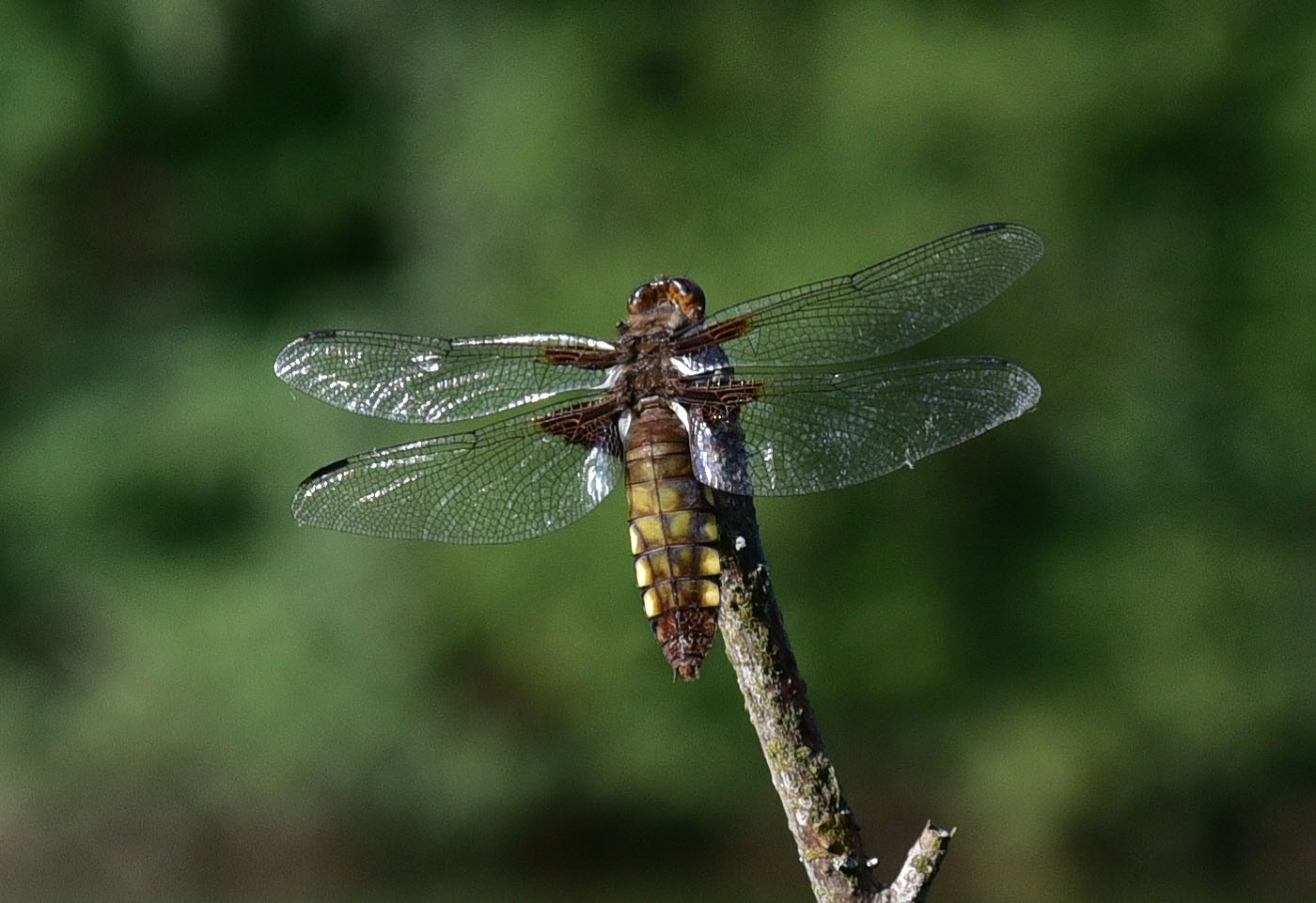 Grosse Libelle