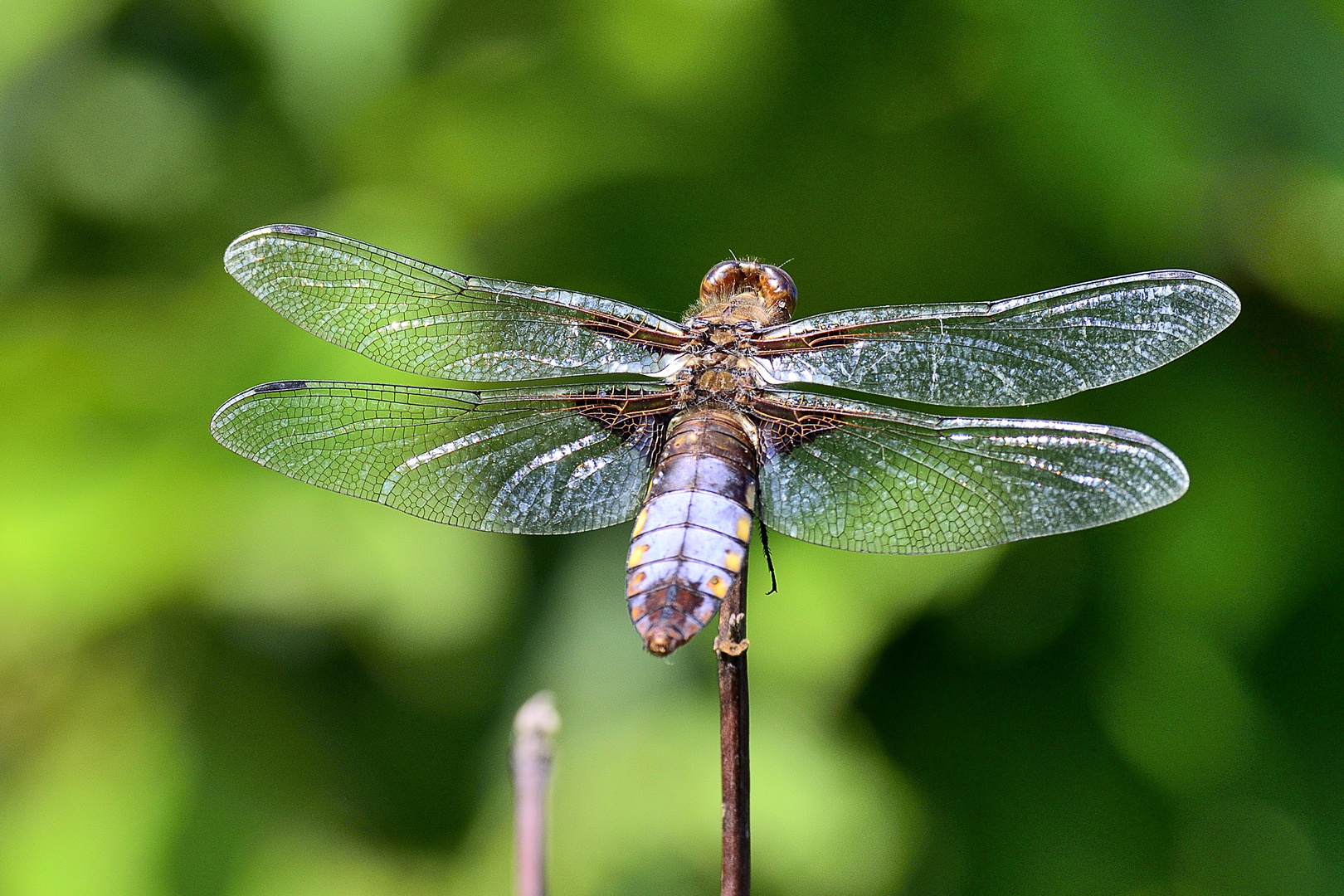 Große Libelle