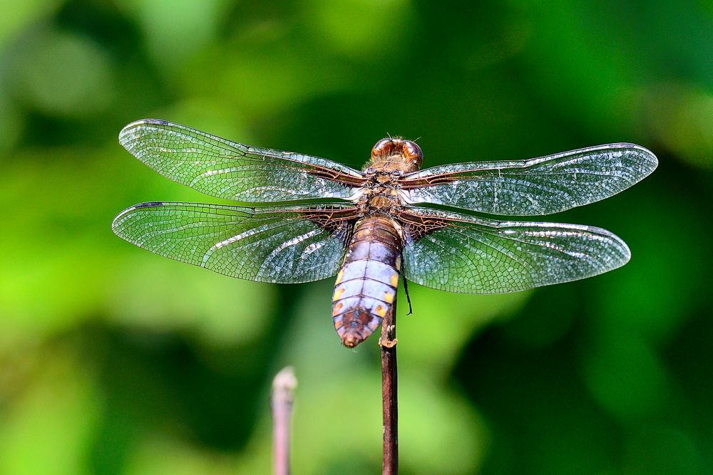 Große Libelle