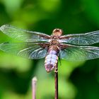 Große Libelle