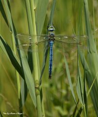 Große Libelle