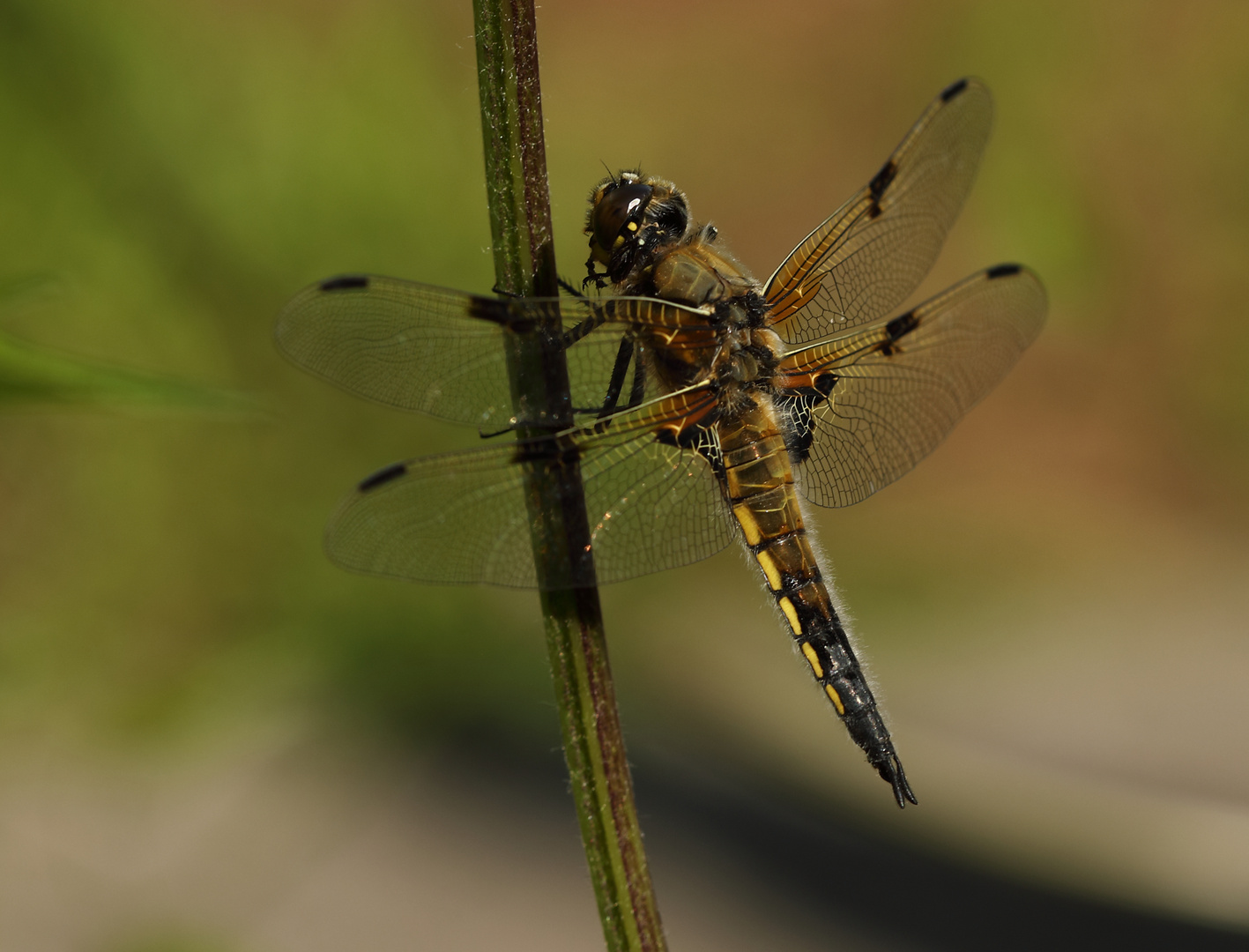 große Libelle