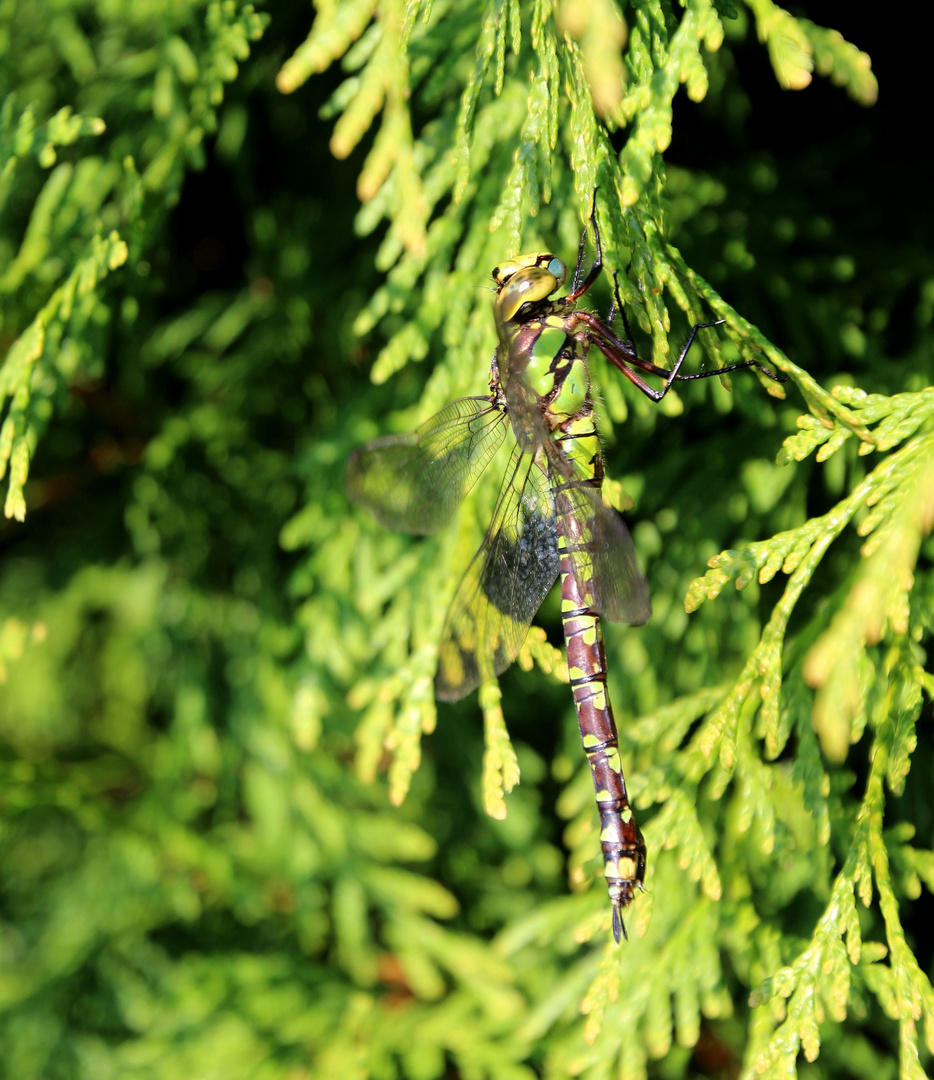  Große Libelle 