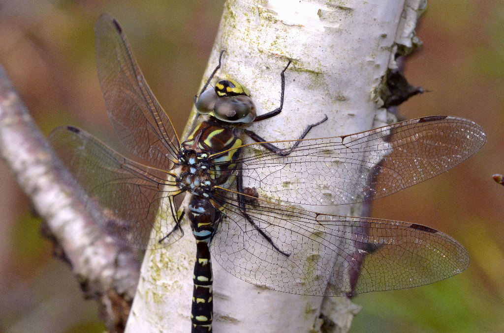 Große Libelle ganz groß