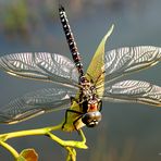 Große Libelle (Torf-Mosaikjungfer)