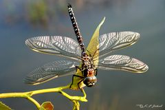 Große Libelle (Torf-Mosaikjungfer)
