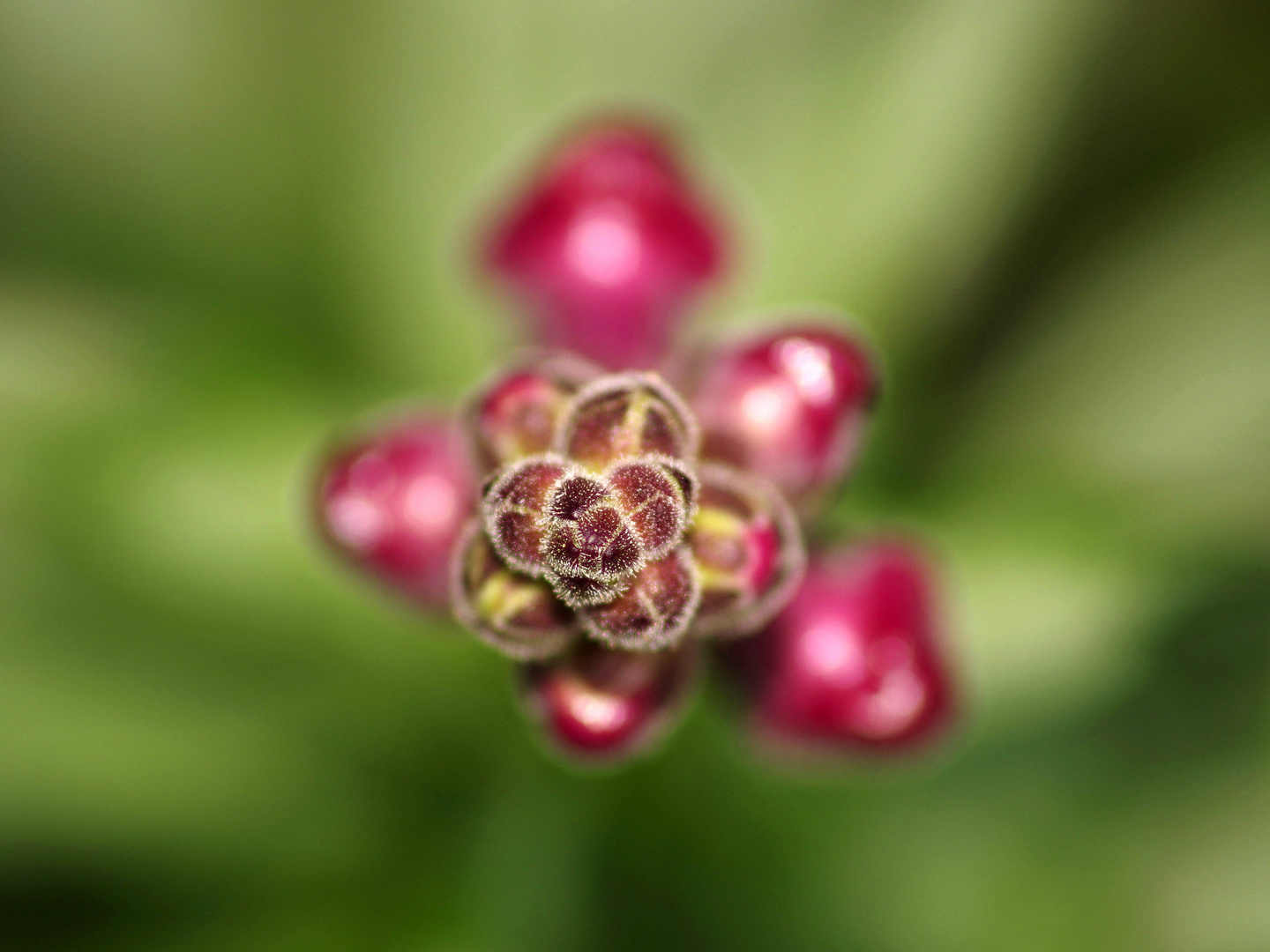 Große Löwenmaul (Antirrhinum majus)