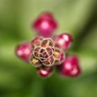 Große Löwenmaul (Antirrhinum majus)