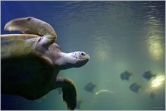 Große Meeresschildkröte