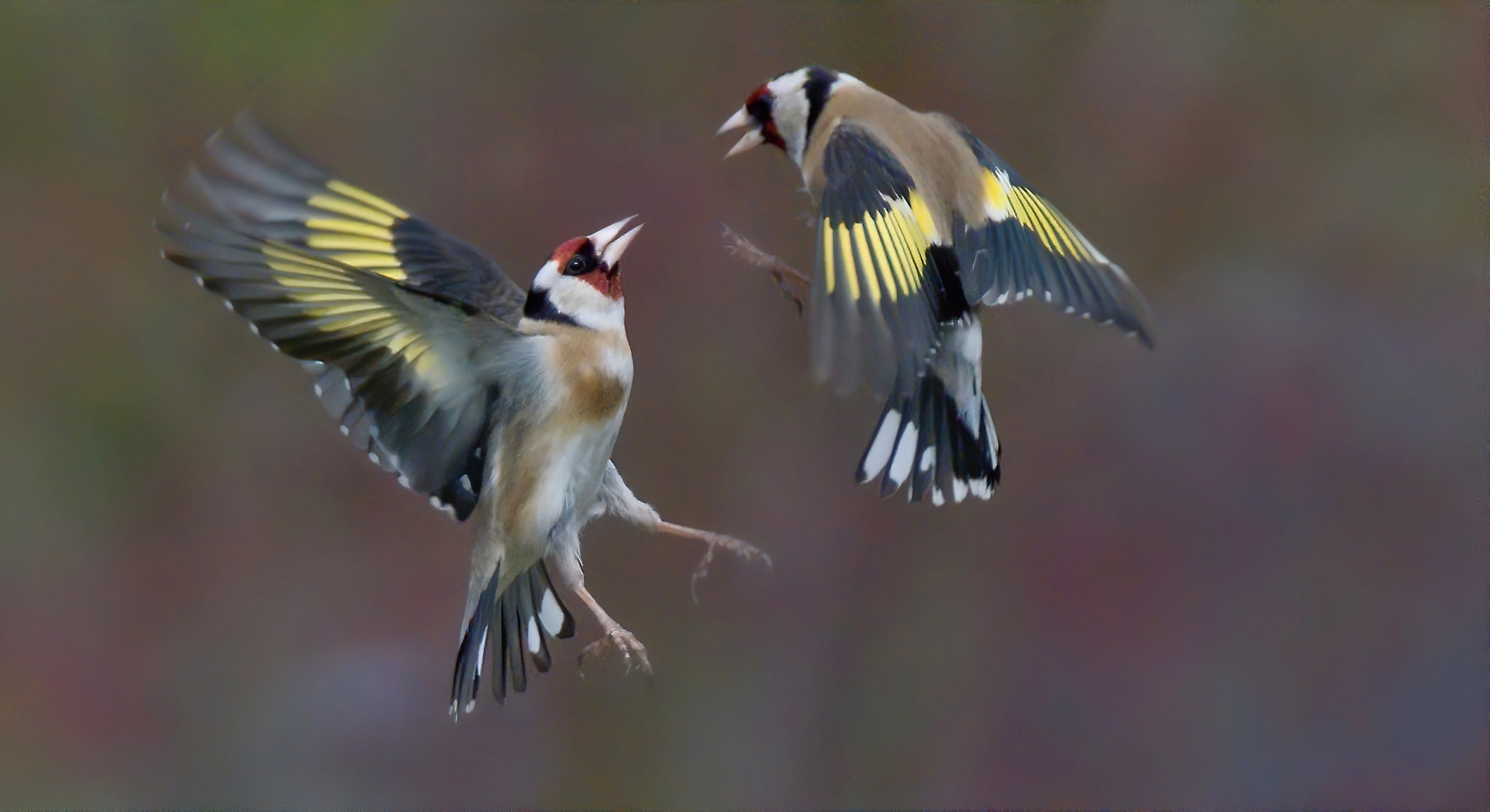 Große menge Testosteron Foto &amp; Bild | tiere, wildlife, wild lebende ...