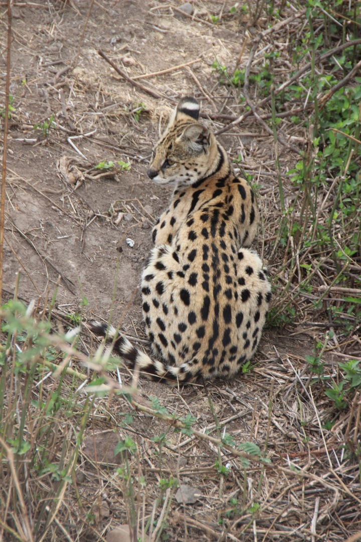 Große Miezekatze am Pistenrand  -  Serval