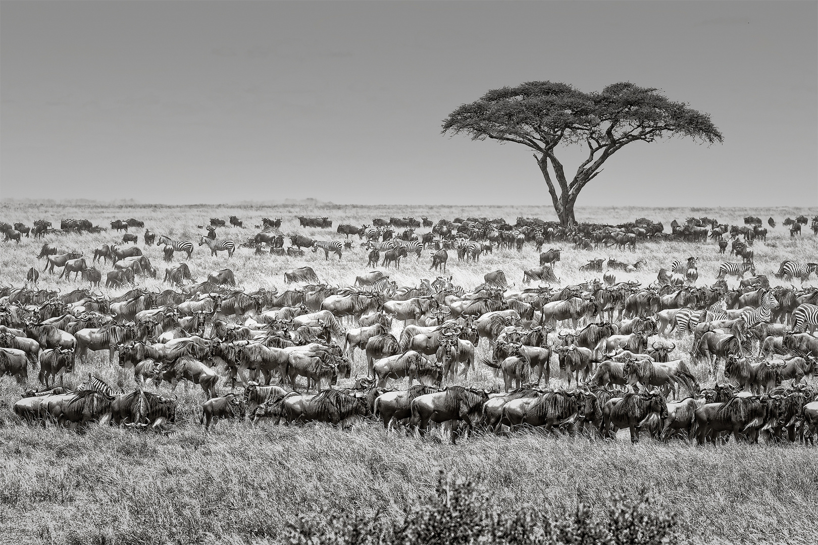 Große Migration in der Serengeti