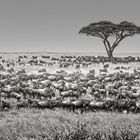 Große Migration in der Serengeti