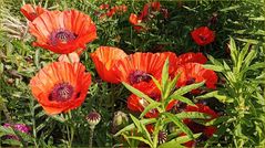 Große Mohnblüten