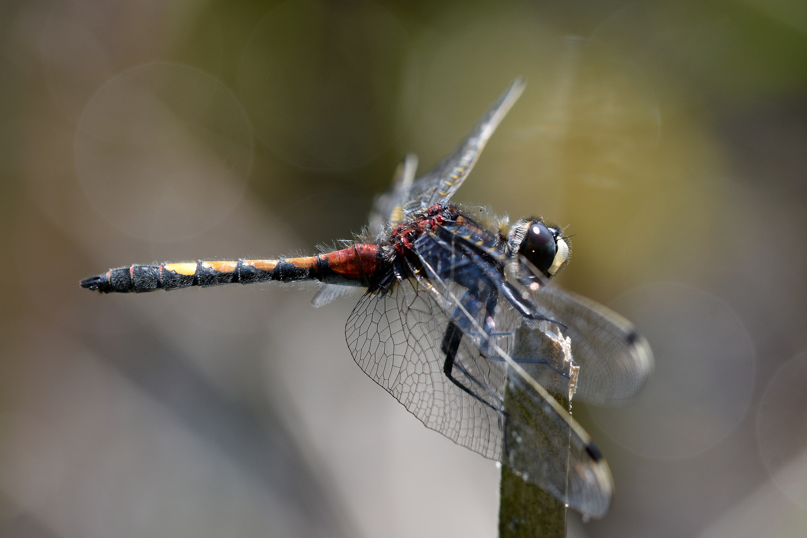 Große Moosjungfer (Leucorrhinia pectoralis)