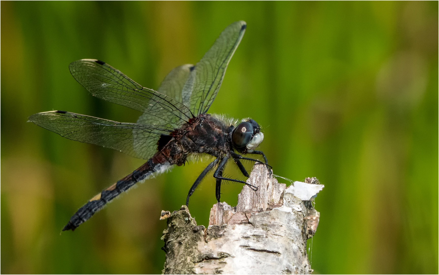 Große Moosjungfer - Leucorrhinia pectoralis - 2