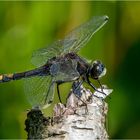 Große Moosjungfer - Leucorrhinia pectoralis -