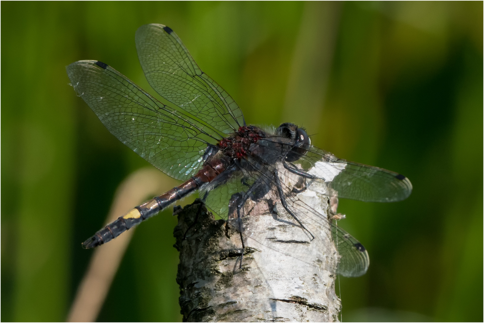 Große Moosjungfer - Leucorrhinia pectoralis -