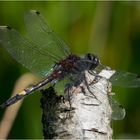 Große Moosjungfer - Leucorrhinia pectoralis -