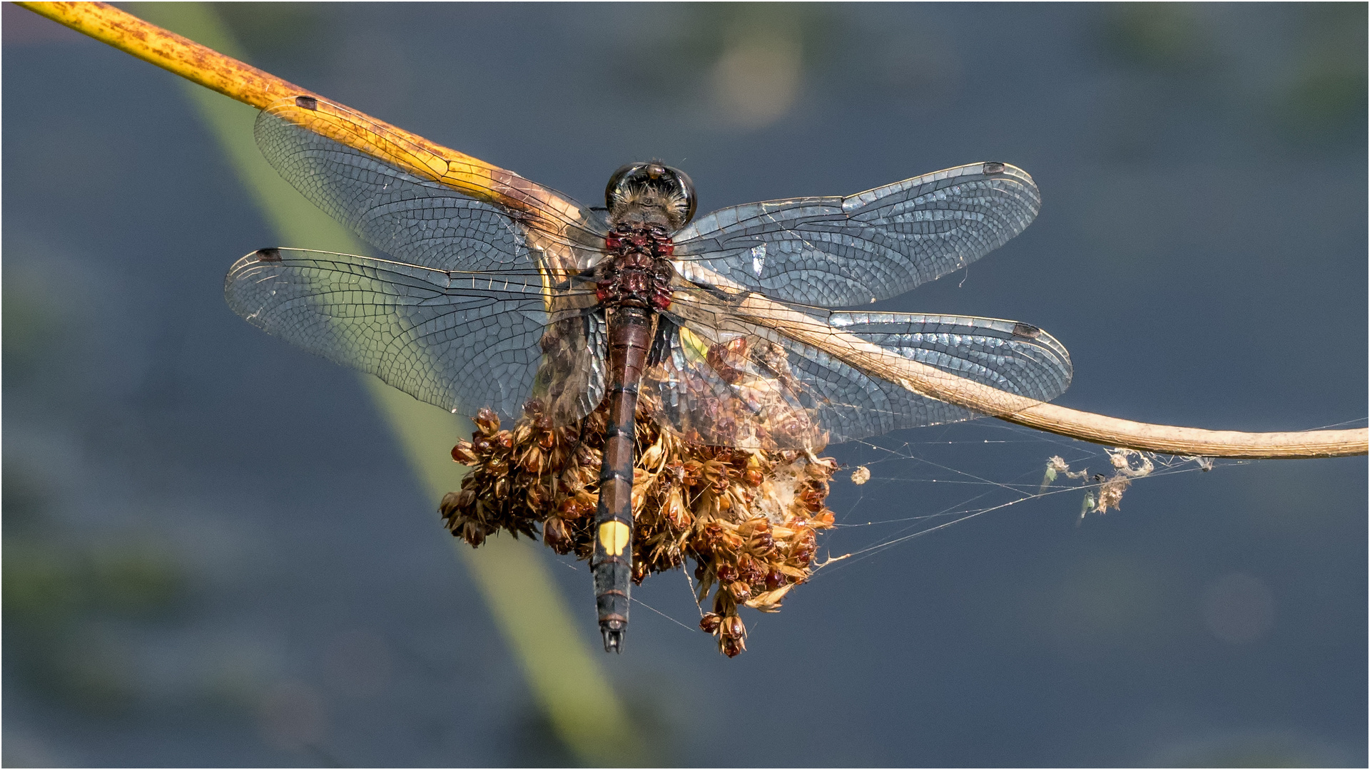 Große Moosjungfer Leucorrhinia pectoralis 5 Foto & Bild natur