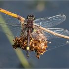 Große Moosjungfer - Leucorrhinia pectoralis - 5 -