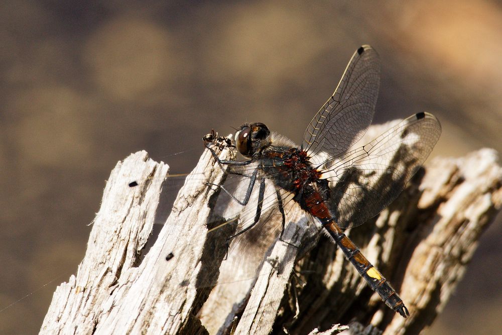 Große Moosjungfer (Leucorrhinia pectoralis) Foto & Bild tiere