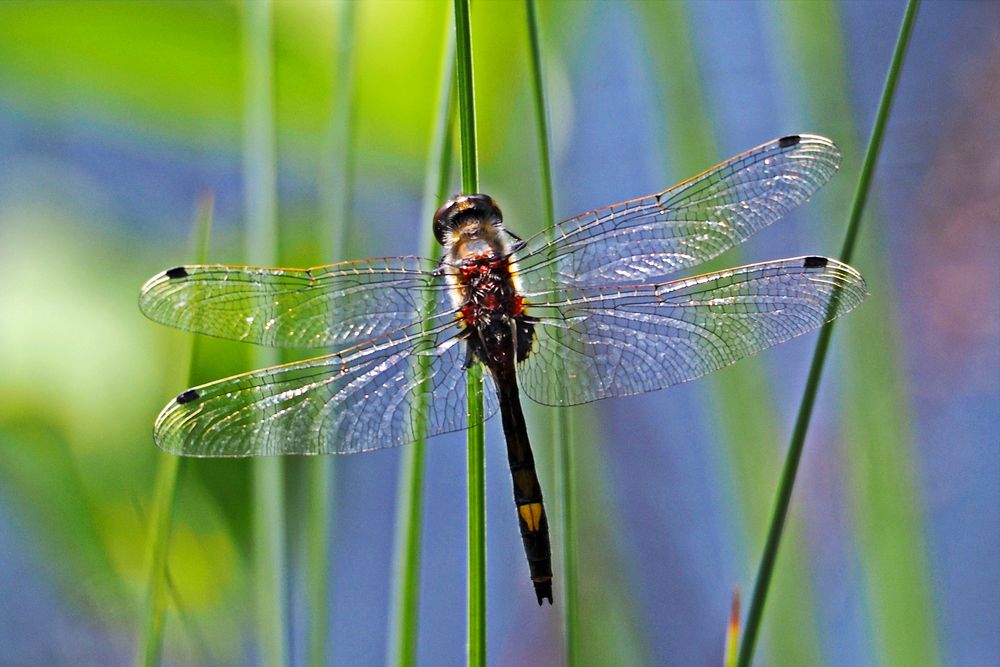 Große Moosjungfer (Leucorrhinia pectoralis)