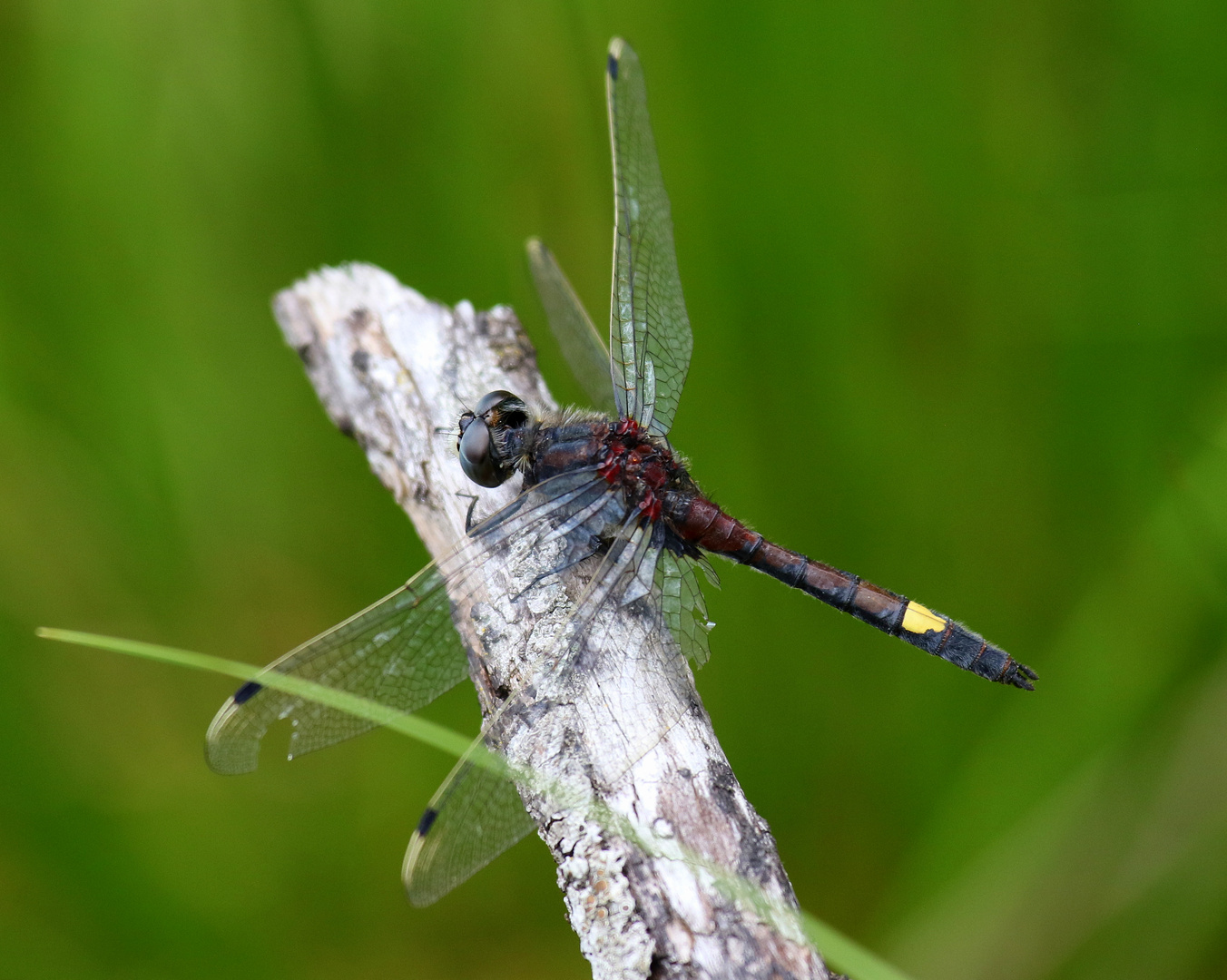 Große Moosjungfer,  Leucorrhinia pectoralis