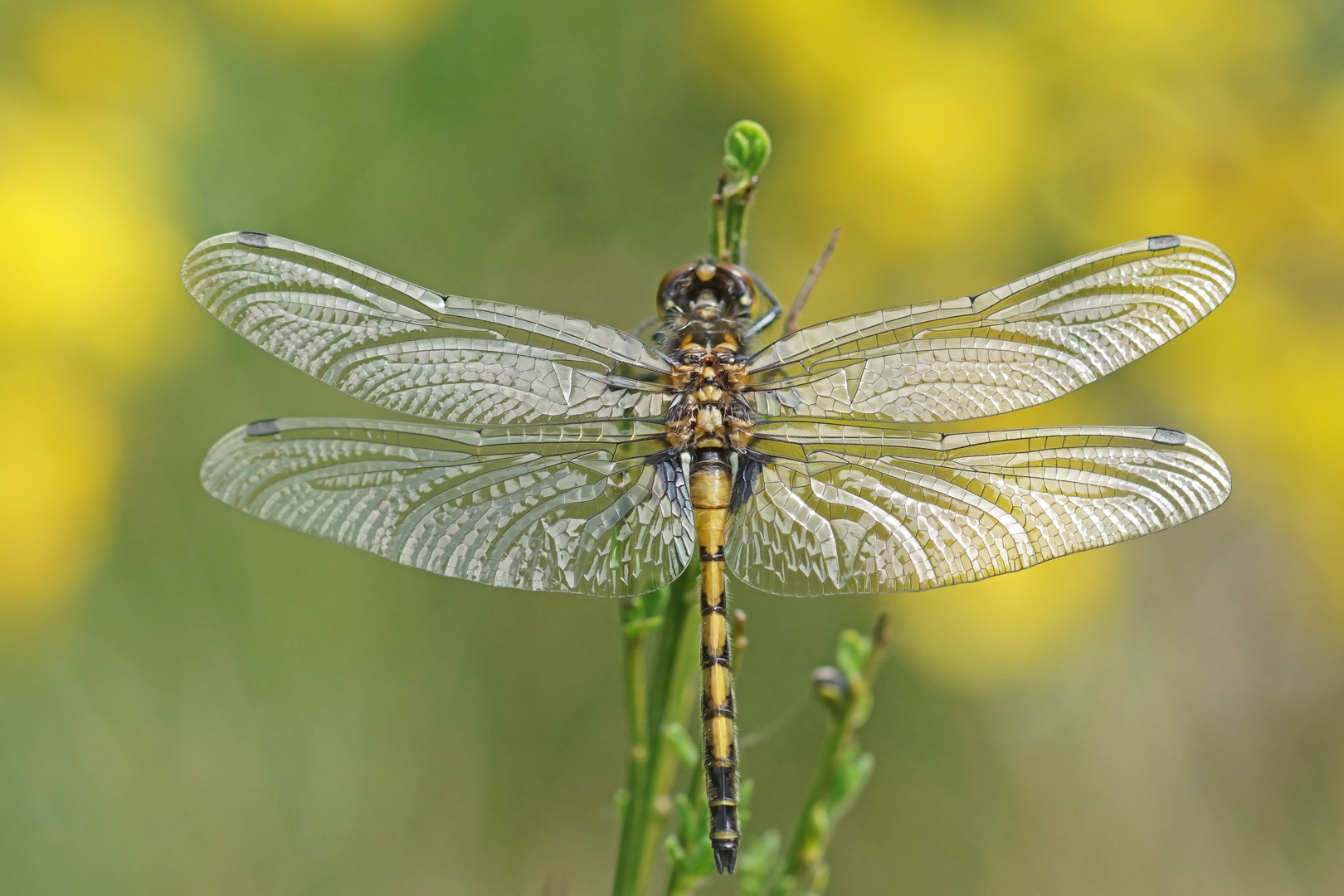 Große Moosjungfer (Leucorrhinia pectoralis), frisches Männchen