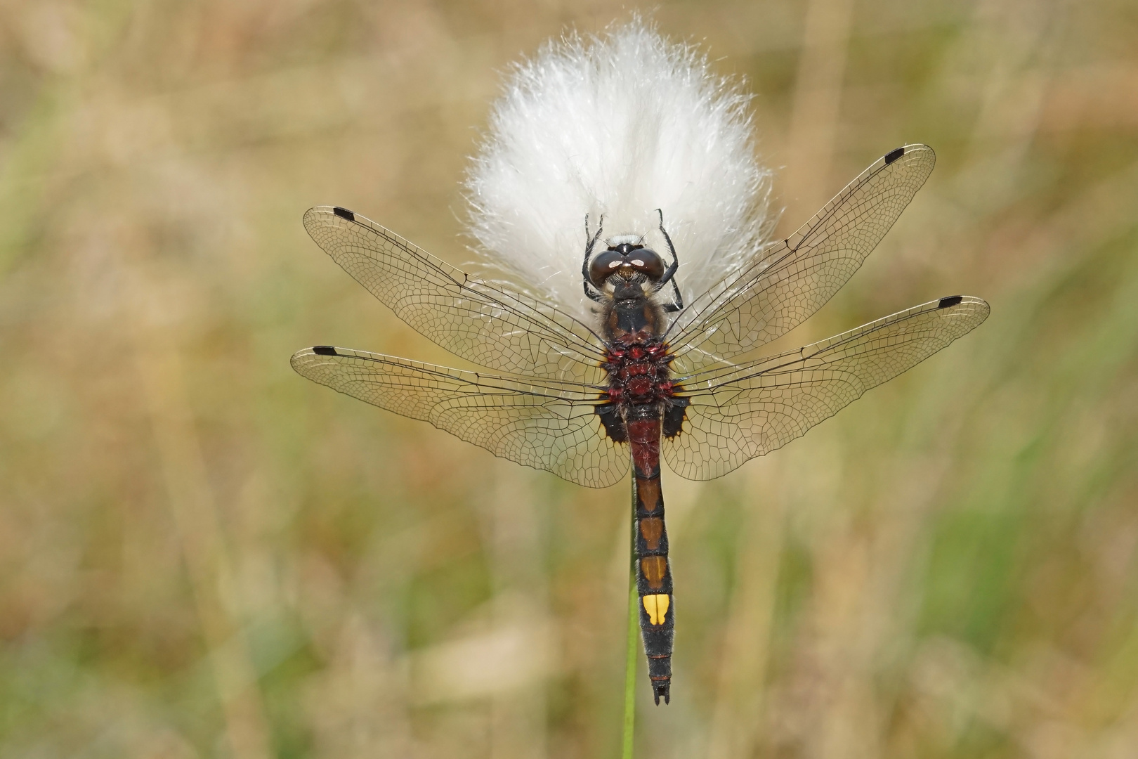 Große Moosjungfer (Leucorrhinia pectoralis), Männchen