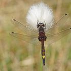 Große Moosjungfer (Leucorrhinia pectoralis), Männchen