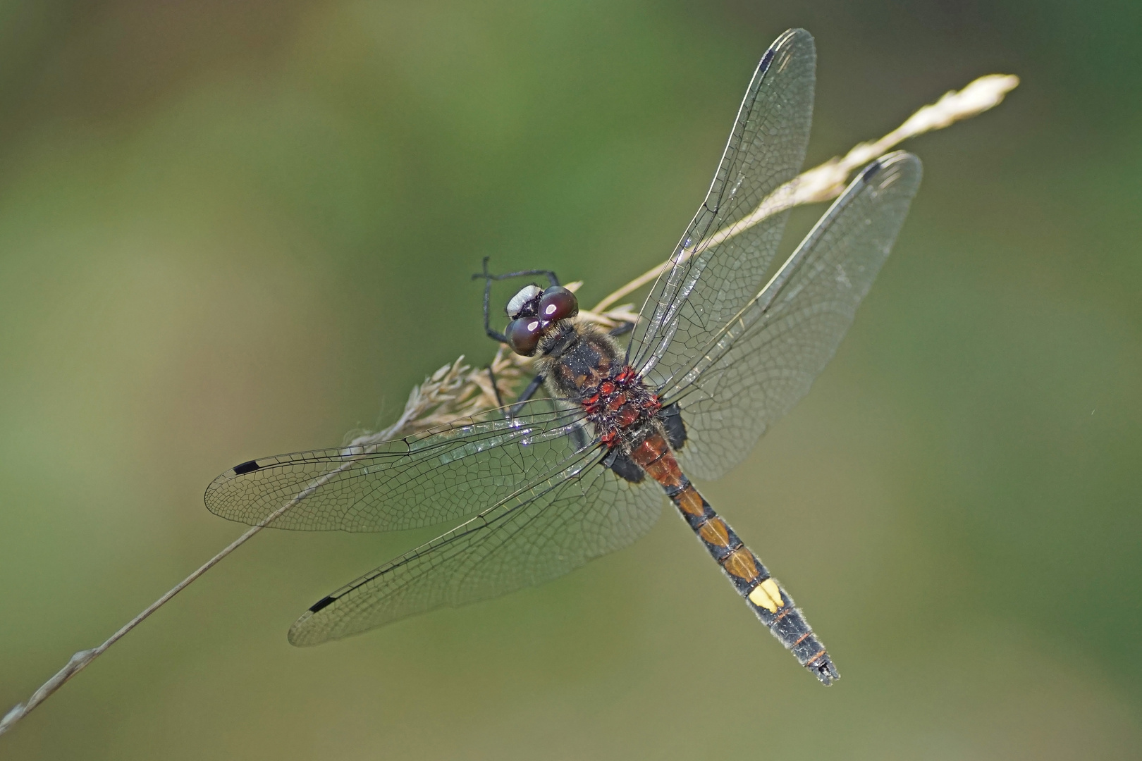 Große Moosjungfer (Leucorrhinia pectoralis), Männchen