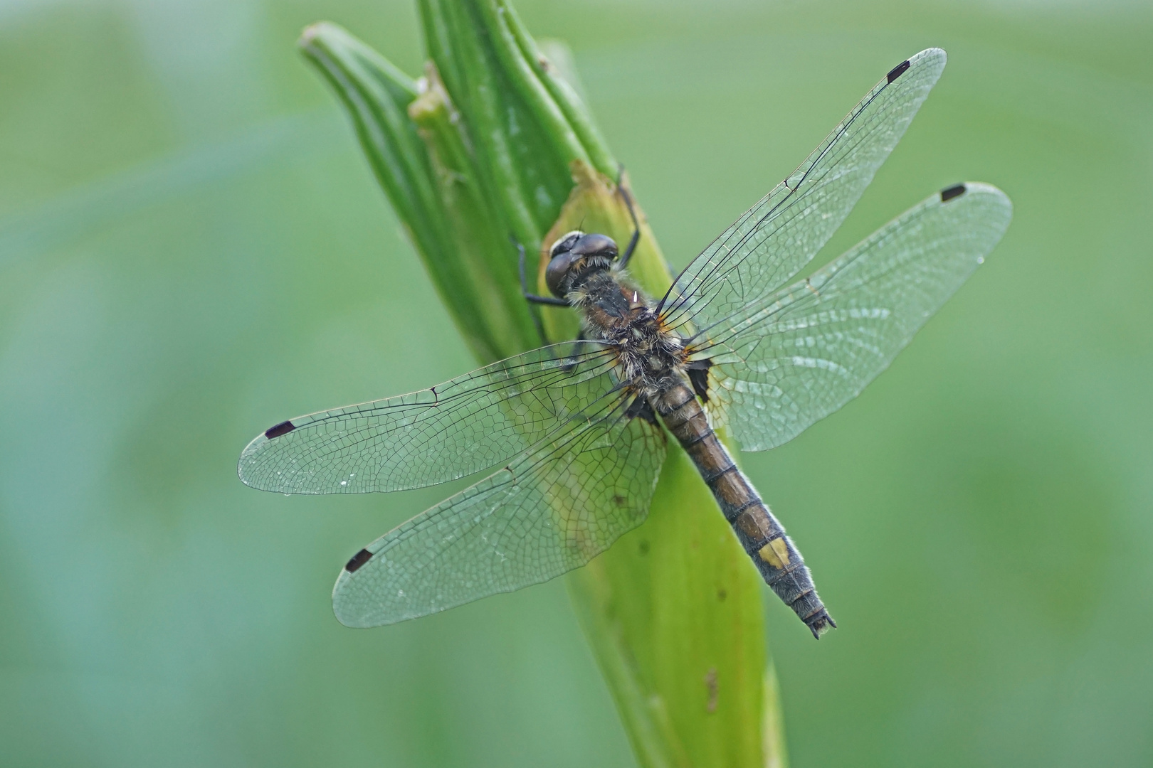 Große Moosjungfer (Leucorrhinia pectoralis), Männchen