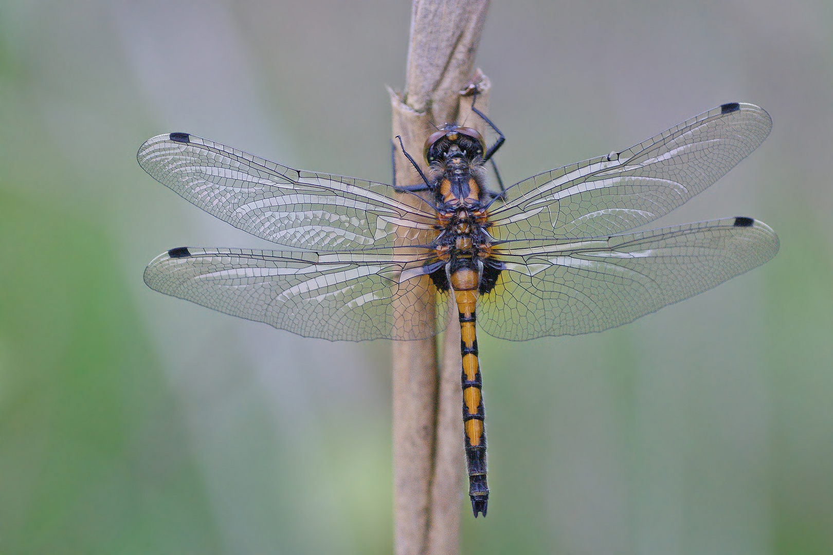 Große Moosjungfer (Leucorrhinia pectoralis), Weibchen