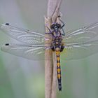 Große Moosjungfer (Leucorrhinia pectoralis), Weibchen