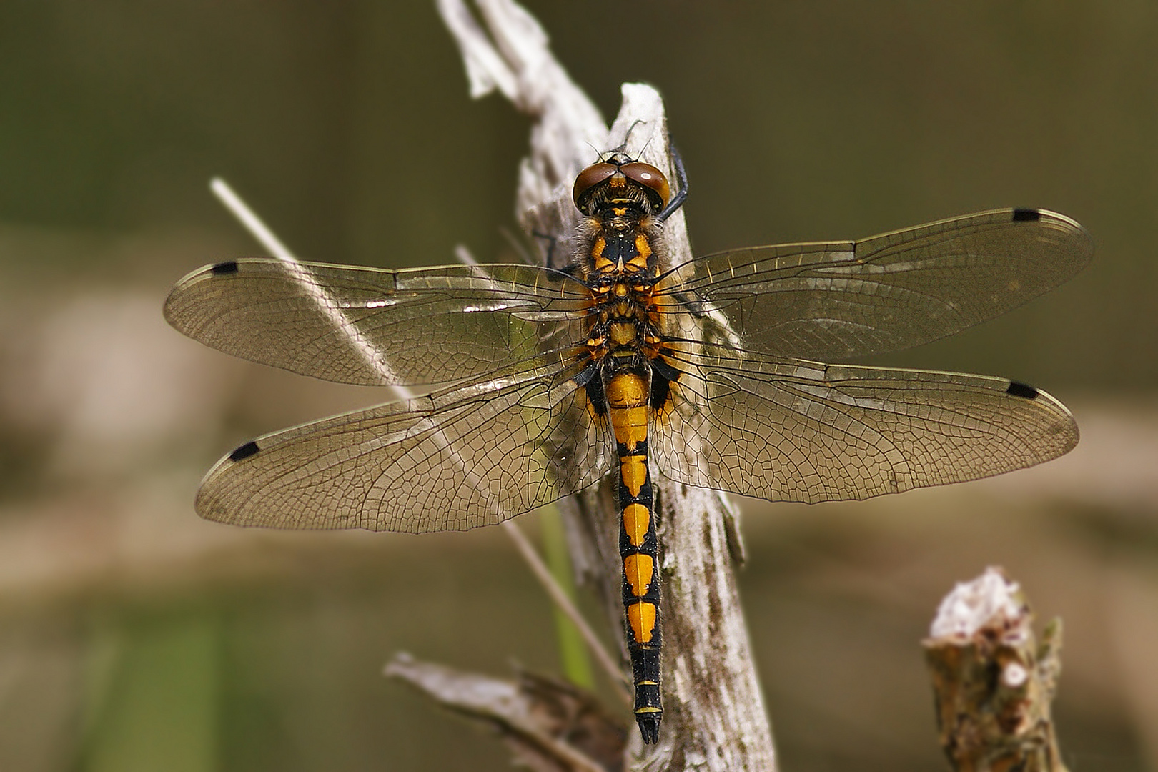 Große Moosjungfer (Leucorrhinia pectoralis), Weibchen